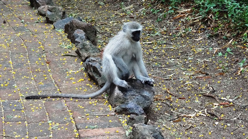 aar Südliche Grünmeerkatze.jpg - Meerkatze - Vervet Monkey